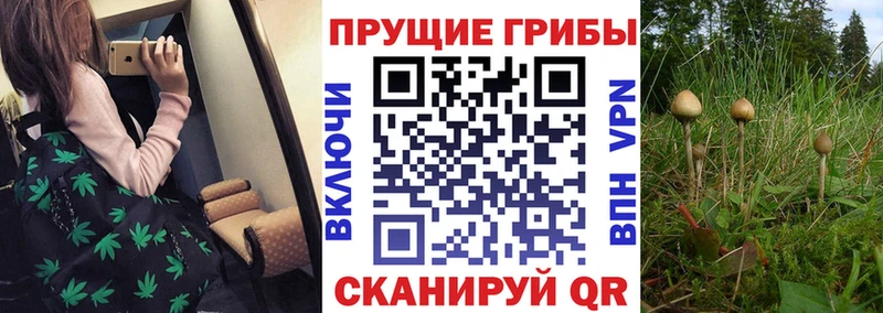 где купить наркоту  Великий Новгород  Псилоцибиновые грибы мухоморы 